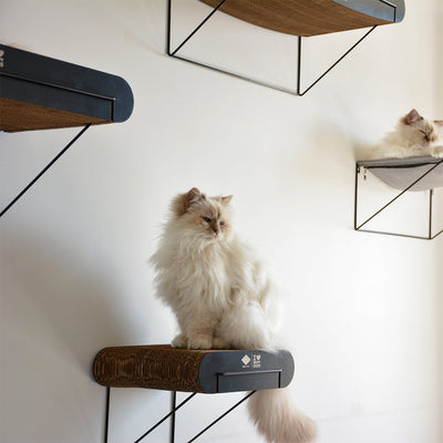 DAVID - Wandplank