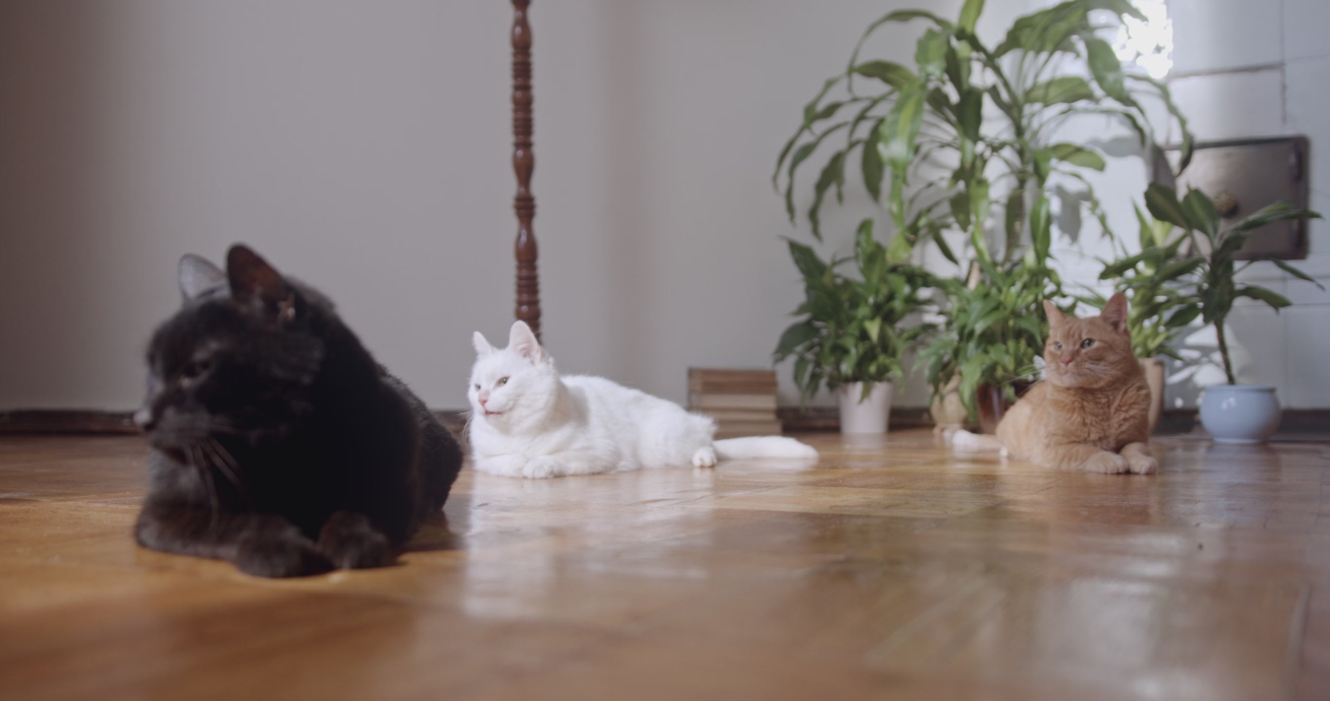 Load video: 
